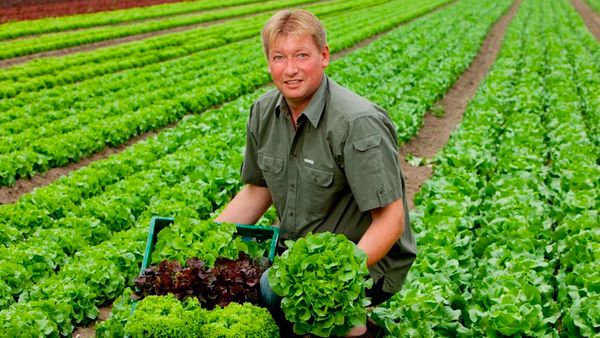 Mann in grünem Hemd erntet verschiedene Salatsorten aus Eigenproduktion auf einem weitläufigen Feld, kniend zwischen den Reihen von frischem Grün.